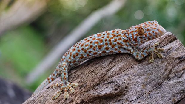 Tokek Tokay gecko clings into a tree on green blurred background
