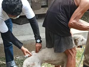 3 Kasus Gigitan Anjing di Jembrana Positif Rabies!