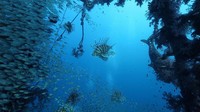Karena lokasi yang berada di kawasan terumbu karang, Otoritas Zona Ekonomi Khusus Aqaba mengatakan kepada Jordan Times bahwa semua bahan berbahaya sudah dihilangkan terlebih dahulu sebelum kendaraan tempur itu ditenggelamkan ke bawah laut.