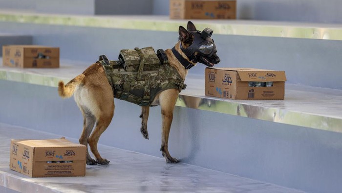 DOHA, QATAR - DECEMBER 01: A trained dog of the members of the defense squadron of the Turkish Armed Forces elements, including TCG Burgazada and Chemical, Biological, Radiological and Nuclear (CBRN), anti-drone and bomb disposal search division take part in the security of the FIFA 2022 World Cup in Doha, Qatar on December 01, 2022. (Photo by Serhat Cagdas/Anadolu Agency via Getty Images)