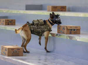 Saat Anjing Ikut Amankan Piala Dunia 2022