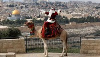 Santa di Yerusalem tak datang dengan rusa, tapi unta! (Ahmad Gharabli/AFP/Getty Images)