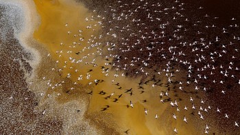 Pemenang kategori oung Environmental Photographer of the Year diraih oleh Fayz Khan. Lokasi Southern Rift Valley, Kenya. “Flamingo kecil difoto di atas Danau Magadi dan Danau Natron. Kedua badan air ini dulunya adalah satu danau air tawar, tetapi saat ini kedua danau tersebut adalah mengandung garam yang sangat pekat, sangat basa dan beracun bagi sebagian besar bentuk kehidupan hewan dan tumbuhan. Flamingo yang lebih kecil adalah pengecualian karena susunan biologisnya, dan burung suka memakan ganggang yang tumbuh subur di permukaan. Seindah apapun warnanya, warna yang berbeda berhubungan dengan ganggang yang berubah warna sebagai akibat dari reaksi terhadap perbedaan tingkat kandungan basa danau.” Foto: Environmental Photographer of the Year