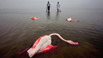 Pemenang Environmental Photographer of the Year 2022 diraih Mehdi Mohebi Pour. Lokasi: Mainkaleh, Iran. “Pada tahun 2019/2020 dan 2020/2021, ribuan burung mati di laguna Miankala karena kekurangan air dan kontaminasi berbagai racun. Foto ini menunjukkan upaya pasukan lingkungan untuk mengumpulkan jenazah dan mencegah penyebaran penyakit ini. Di tahun berikutnya, 2021/2022, untungnya kita melihat kembalinya burung. Burung-burung tersebut berada di lahan basah dari awal Oktober hingga akhir Maret dan setelah itu mereka bermigrasi dan kami dapat memotretnya selama hampir 6 bulan dalam setahun.” Foto: Environmental Photographer of the Year