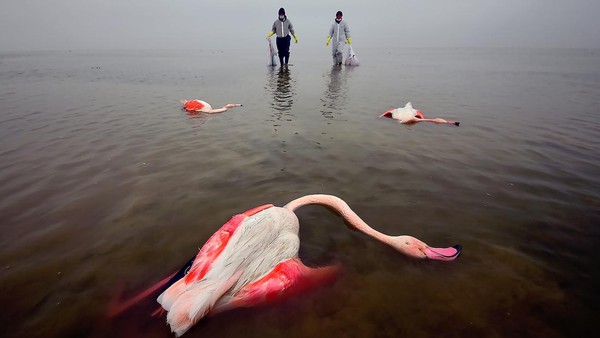 Karya Jawara Kontes Foto Lingkungan, Ada dari Depok