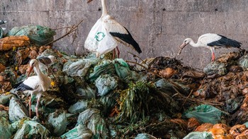 Karya Thomas Jeans. Lokasi di Brussel, Belgia.Foto: Environmental Photographer of the Year