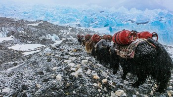 Finalis kategori Vision of The Future karya Nigel Wallace-Iles.. Lokasi Gunung Everest, Nepal “Gambar ini diambil di Everest Base Camp Trek. Saat kami menuju ke BC, kami berhenti sejenak untuk membiarkan Sherpa lewat dengan konvoi yak mereka, membawa pasokan LPG ke base camp utama. Gambaran itu, bagi saya, menangkap kemampuan kita sebagai manusia untuk mencapainya dengan tekad, dan kerusakan yang kita lakukan dalam mengejar pencapaian tersebut. Itu adalah momen yang mengharukan bagi saya mengingat lingkungan asli tempat kami berada dan juga menyoroti sifat rumit pembangunan yang saling berhubungan, kemiskinan dalam komunitas Sherpa, kesetaraan, keamanan, dan aksi iklim.” Foto: Environmental Photographer of the Year