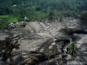 121 Hektare Lahan Pertanian di 2 Kec Lumajang Tertutup Abu Vulkanik Semeru