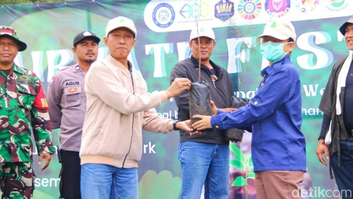 penanaman cemara gunung di gunung Ijen
