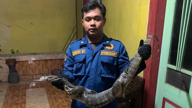 Petugas Damkar Kota Semarang mengevakuasi ular piton dan biawak yang masuk ke rumah warga, Rabu (7/12/2022).