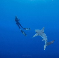 Ada sedikit niche bahwa wanita tidak bisa menyelam bebas dan menjadi model dengan hiu atau di dalam air, jadi aku mulai bertemu dengan para fotografer untuk beberapa pemotretan produk. Jadi aku bisa memperlihatkan wanita lain bahwa keren untuk punya hobi dan berada di luar ruangan, ujarnya. Foto: Instagram @rosiekmoore