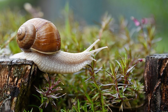 Ilustrasi siput.