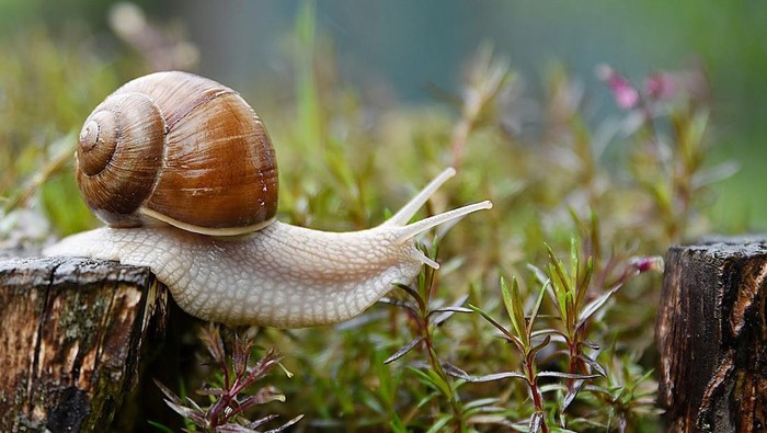 Ilustrasi siput.