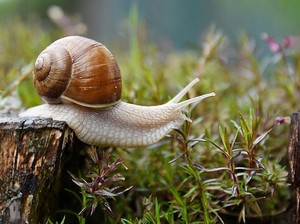 Kenapa Garam Sangat Ampuh Membasmi Lintah dan Siput? Ini Kata Ahli
