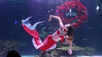 Penyelam ini mengenakan kostum sinterklas yang menyerupai putri duyung.