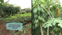 Selain dikenal punya banyak kontrakan, ayah Ojak juga memiliki sebidang tanah untuk bercocok tanam. Foto: YouTube Trans7 Official / Qiss You TV