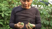 Ayah Ojak juga terlihat menanam terong hijau. Beberap terong hijau ia panen untuk lalapan bersama sambal terasi yang sedap. Foto: YouTube Trans7 Official / Qiss You TV