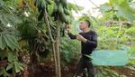 Keseruan Ayah Ojak Belanja Sayur di Pasar hingga Panen Timun Jumbo