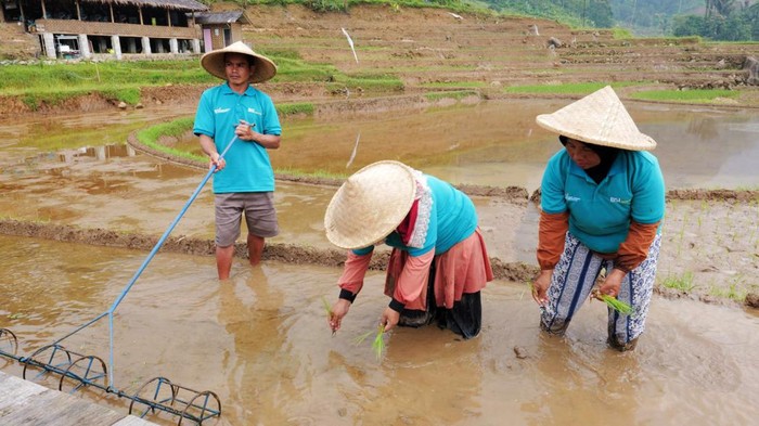 BSI Dorong Desa Binaan di Bogor Jadi Sentra Padi BSI terus mengembangkan desa-desa binaan melalui program Desa Bangun Sejahtera Indonesia. Salah satu desa binaan berada di Bogor, Jawa Barat.