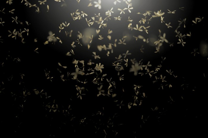 Insect fly at night