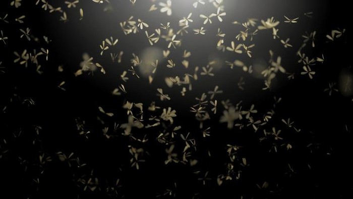 Insect fly at night