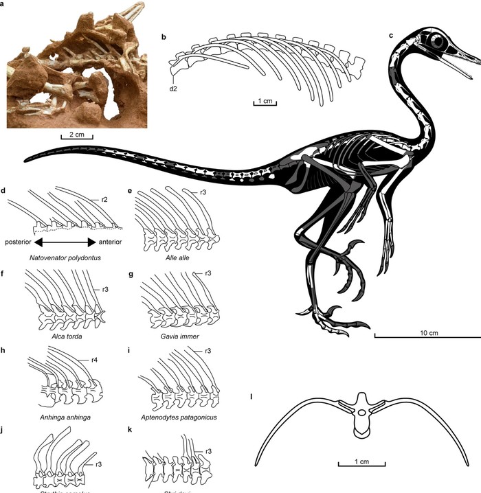 Ilustrasi dinosaurus Natovenator polydontus