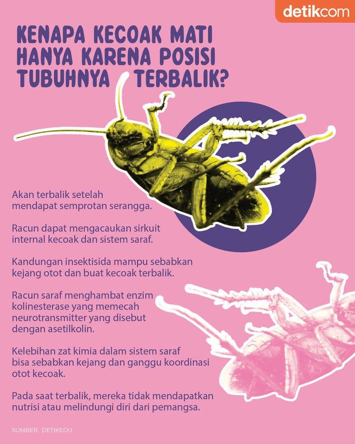 Kenapa Kecoak Mati karena Posisi Tubuhnya Terbalik?
