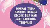 Infografis: Kenapa Kecoak Bisa Mati saat Badannya Terbalik?