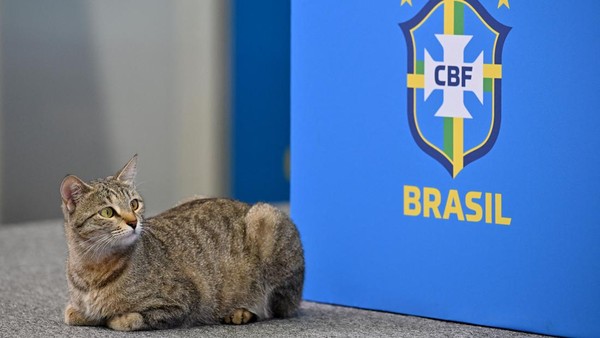 Meme Kocak Brasil Tersingkir gegara Azab Kucing