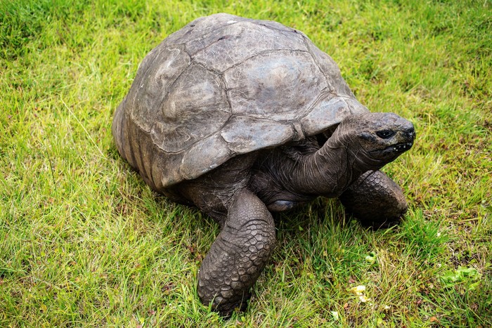 Jonathan, a Seychelles giant tortoise, believed to be the oldest reptile living on earth with and alleged age of 185 years, crawls through the lawn of the Plantation House, the United Kingdom Governor official residence on October 20, 2017 in Saint Helena, a British Overseas Territory in the South Atlantic Ocean. / AFP PHOTO / GIANLUIGI GUERCIA        (Photo credit should read GIANLUIGI GUERCIA/AFP via Getty Images)