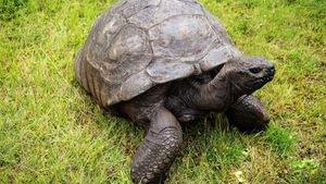 Mengulas Berbagai Fakta Kura-Kura: Habitat, Masa Hidup, sampai Jenis-jenisnya
