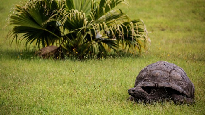 Jonathan, a Seychelles giant tortoise, believed to be the oldest reptile living on earth with and alleged age of 185 years, crawls through the lawn of the Plantation House, the United Kingdom Governor official residence on October 20, 2017 in Saint Helena, a British Overseas Territory in the South Atlantic Ocean. / AFP PHOTO / GIANLUIGI GUERCIA        (Photo credit should read GIANLUIGI GUERCIA/AFP via Getty Images)