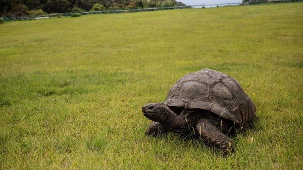 Jonathan, seekor kura-kura raksasa Seychelles merangkak di halaman kediaman resmi Gubernur Inggris Raya di Saint Helena, Inggris.  