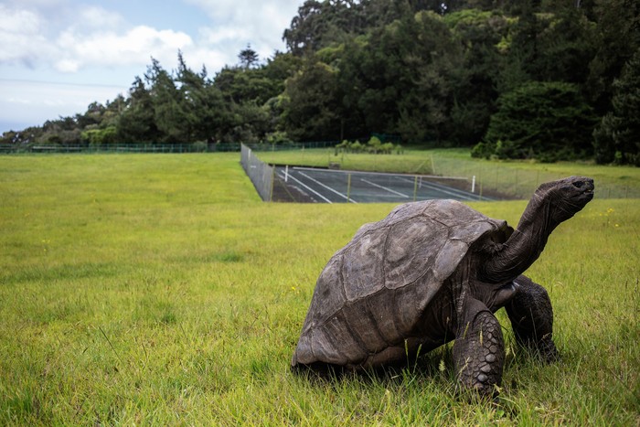 Jonathan, a Seychelles giant tortoise, believed to be the oldest reptile living on earth with and alleged age of 185 years, crawls through the lawn of the Plantation House, the United Kingdom Governor official residence on October 20, 2017 in Saint Helena, a British Overseas Territory in the South Atlantic Ocean. / AFP PHOTO / GIANLUIGI GUERCIA        (Photo credit should read GIANLUIGI GUERCIA/AFP via Getty Images)