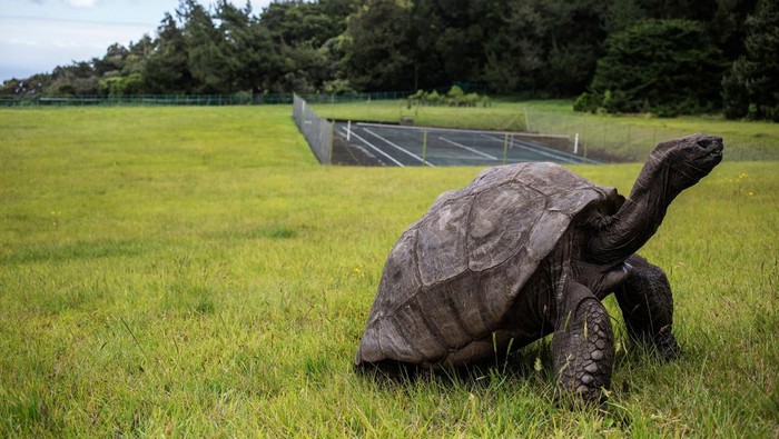 Kura-kura Jonathan, Reptil Tertua di Bumi yang Umurnya 190 Tahun Jonathan, a Seychelles giant tortoise, believed to be the oldest reptile living on earth with and alleged age of 185 years, crawls through the lawn of the Plantation House, the United Kingdom Governor official residence on October 20, 2017 in Saint Helena, a British Overseas Territory in the South Atlantic Ocean. / AFP PHOTO / GIANLUIGI GUERCIA (Photo credit should read GIANLUIGI GUERCIA/AFP via Getty Images)