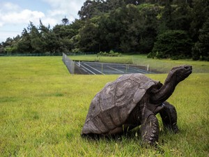 Ini Hewan Tertua di Dunia yang Pernah Hidup, Usianya Lebih dari 190 Tahun