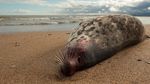 Misterius! 2.500 Anjing Laut Mati Terdampar di Pantai Rusia
