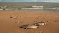 Sedikitnya 2.500 ekor anjing laut ditemukan mati terdampar di sepanjang pantai Laut Kaspia, Rusia. Seperti dilansir AFP, Selasa (6/12/2022), para penyelidik masih bekerja untuk mencari tahu penyebab anjing-anjing laut itu terdampar di pantai-pantai yang ada di wilayah Dagestan, Rusia bagian selatan. (Reuters/Kazbek Basayev)