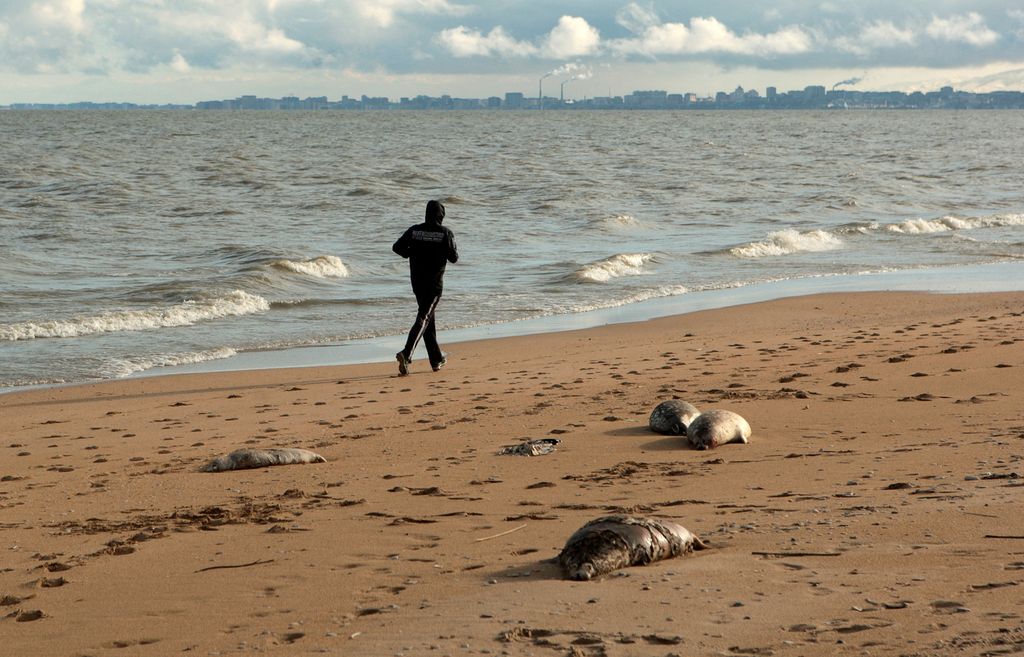 A person jogs past dead seals washed up on the coast of the Caspian Sea in Makhachkala, Russia, December 6, 2022. REUTERS/Kazbek Basayev     TPX IMAGES OF THE DAY