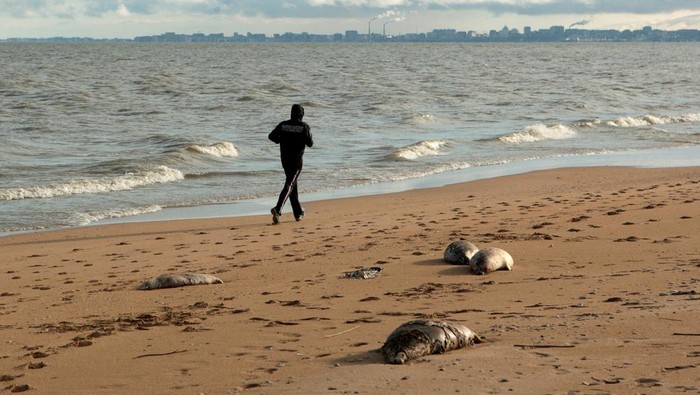 A person jogs past dead seals washed up on the coast of the Caspian Sea in Makhachkala, Russia, December 6, 2022. REUTERS/Kazbek Basayev     TPX IMAGES OF THE DAY