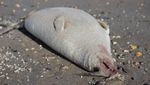 Misterius! 2.500 Anjing Laut Mati Terdampar di Pantai Rusia