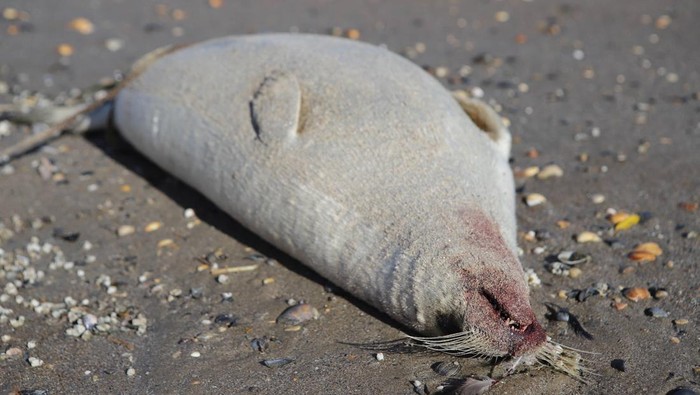 Misterius! 2.500 Anjing Laut Mati Terdampar di Pantai Rusia DAGESTAN, RUSSIA - DECEMBER 07: A dead seal washes ashore along coast of the Caspian Sea in Dagestan, Russia on December 07, 2022. Around 700 of 2500 dead seals have been found on the coast of the Kirovsky district of Dagestan. (Photo by Denis Abramov/Anadolu Agency via Getty Images)