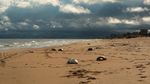 Misterius! 2.500 Anjing Laut Mati Terdampar di Pantai Rusia