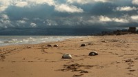 Laut Kaspia yang merupakan perairan dalam terbesar di dunia, berbatasan dengan lima negara, yakni Rusia, Kazakhstan, Azerbaijan, Iran dan Turkmenistan. Populasi anjing laut di Laut Kaspia selama bertahun-tahun mengalami penurunan akibat perburuan yang berlebihan dan dampak polusi industri. (Reuters/Kazbek Basayev)