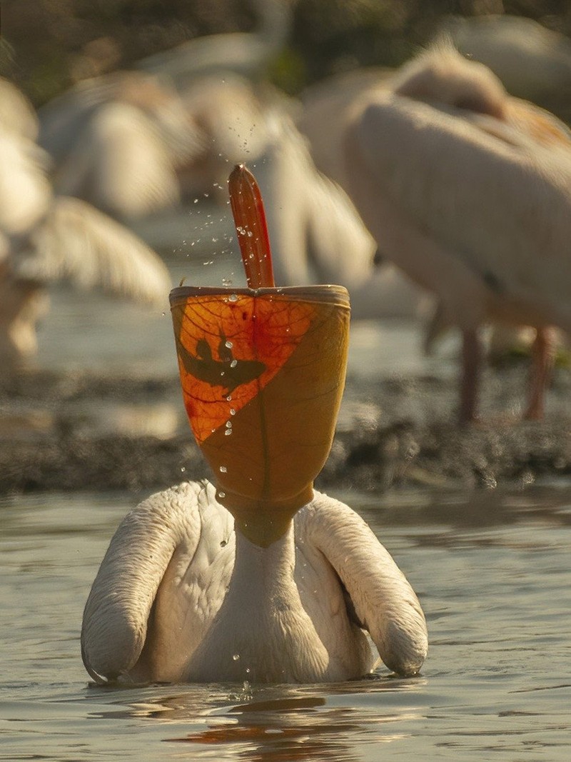 Nature inFocus Award 2022