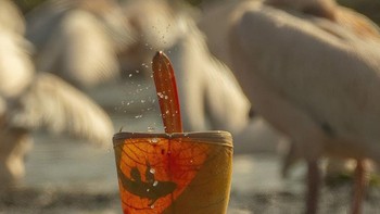  Pilihan Juri kategori Animal Behavior diraih Ashvin Trivedi. Saat memberi makan, pelikan mendorong paruhnya ke bawah air, membiarkan paruh yang lebih rendah mengembang menjadi kantong besar yang berisi air dan ikan. Sama seperti Pelikan Putih Besar ini, mereka kemudian akan mengangkat kepala dan mengencangkan kantong untuk membuang air dan mengisolasi piscine. Nah, itu yang Anda sebut teknik sendok yang luar biasa! Foto: Nature inFocus