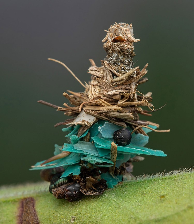 Nature inFocus Award 2022