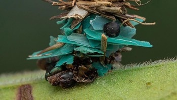 Pilihan Juri kategori Conservation Focus diraih Amith Kiran Menezes. Ulat Bagworm Moth membangun cangkang pelindung dengan sumber daya yang dimilikinya di sekitarnya. Biasanya, ini termasuk ranting, daun dan sampah alam lainnya. Namun di sini, ulat sudah beralih menjadi sampah plastik. Gambar tersebut menyoroti betapa merajalelanya polusi plastik dan mengapa penting bagi kita untuk mengatasi masalah ini. Foto: Nature inFocus