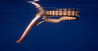 Nature inFocus Award 2022