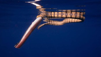 Pemenang kategori Animal Behavior diraih Joshua Barton. Ular Laut Belang melahap tangkapannya, membuat dokumentasi langka tentang reptil yang beraksi di laut terbuka.” Foto: Nature inFocus